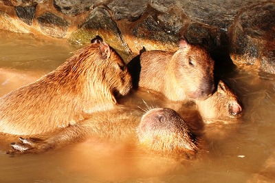 20100201capybararoten.jpg