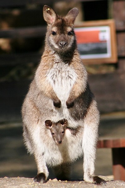 20100228wallaby1.jpg