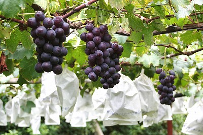 20100816budougari.jpg