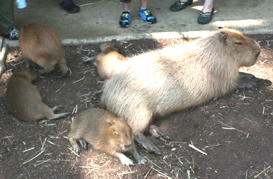 20110514akiaka.jpg