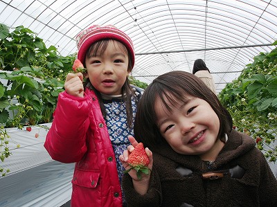 20111229ichigo01.jpg