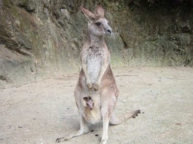 20130423kangaroo003.jpg