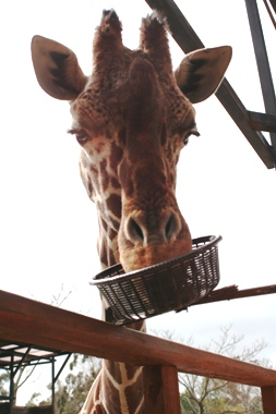 kirintabe20090322.JPG