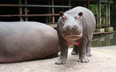 ファーブル伊藤の生き物日記 カバ 長崎バイオパーク Zooっと近くにふれあえる九州の動物園 植物園