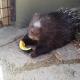 ヤマコちゃんのお食事 ヤマコちゃんのお食事