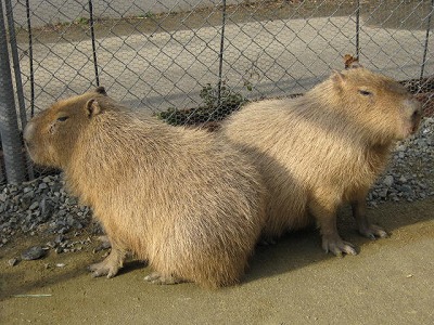 20110804capybara01.jpg