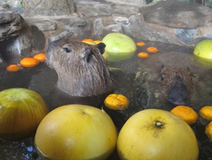Capybara’s open-air bath