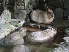 露天風呂はなんと「打たせ湯」つき！