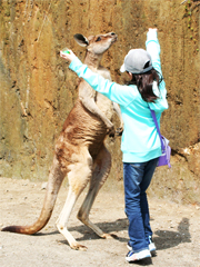 カンガルーの丘