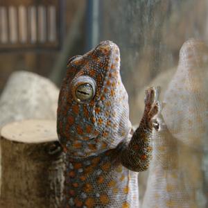トッケイヤモリ 長崎バイオパーク Zooっと近くにふれあえる九州の動物園 植物園