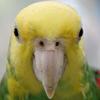 オオキボウシインコ