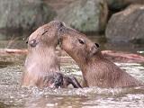 カピバラの池とオマキザルの島