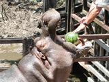 Hippo’s Watermelon Time