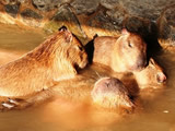 Capybara’s open-air bath