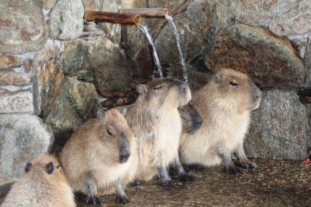 長崎バイオパーク カピバラ露天風呂 七草の湯