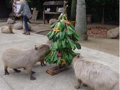 カピバラのベジタブルクリスマスツリー:イメージ1