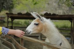 ラマの餌やり体験:イメージ1