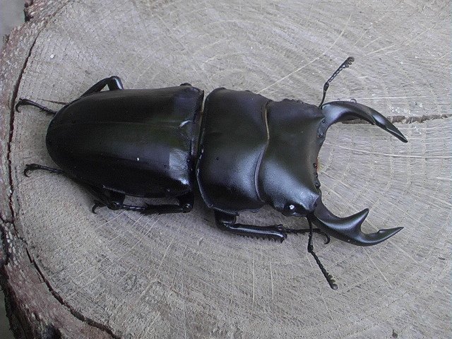 オオクワガタ.JPG