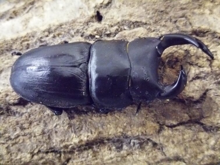 ②オオクワガタの雌雄型.JPG
