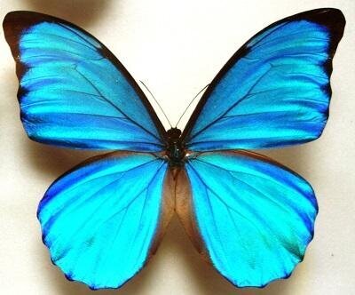 ファーブル伊藤の昆虫展〜ボクの好きな虫たち〜:イメージ1