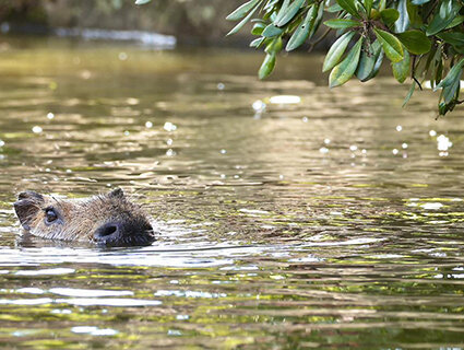 【第七弾】カメラ大好き春岡と一緒に園内をまわって可愛い動物たちの写真を楽しく撮りましょうツアー:イメージ1