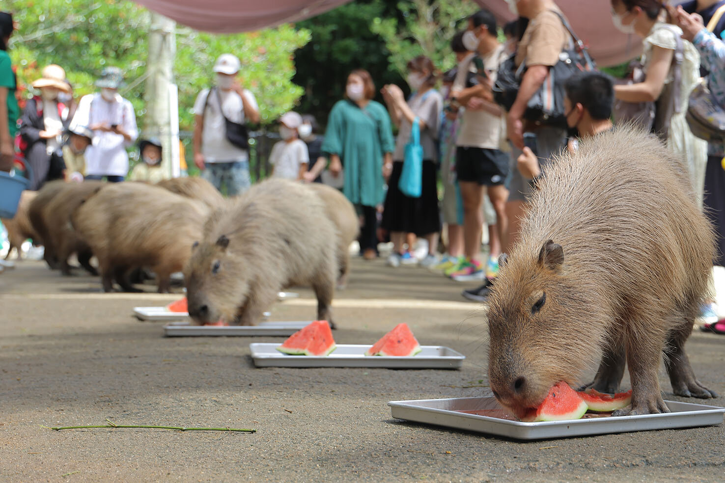 動物たちのスイカタイム！ ｜ 長崎バイオパーク - ZOOっと近くに