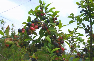 20120706blue.jpg
