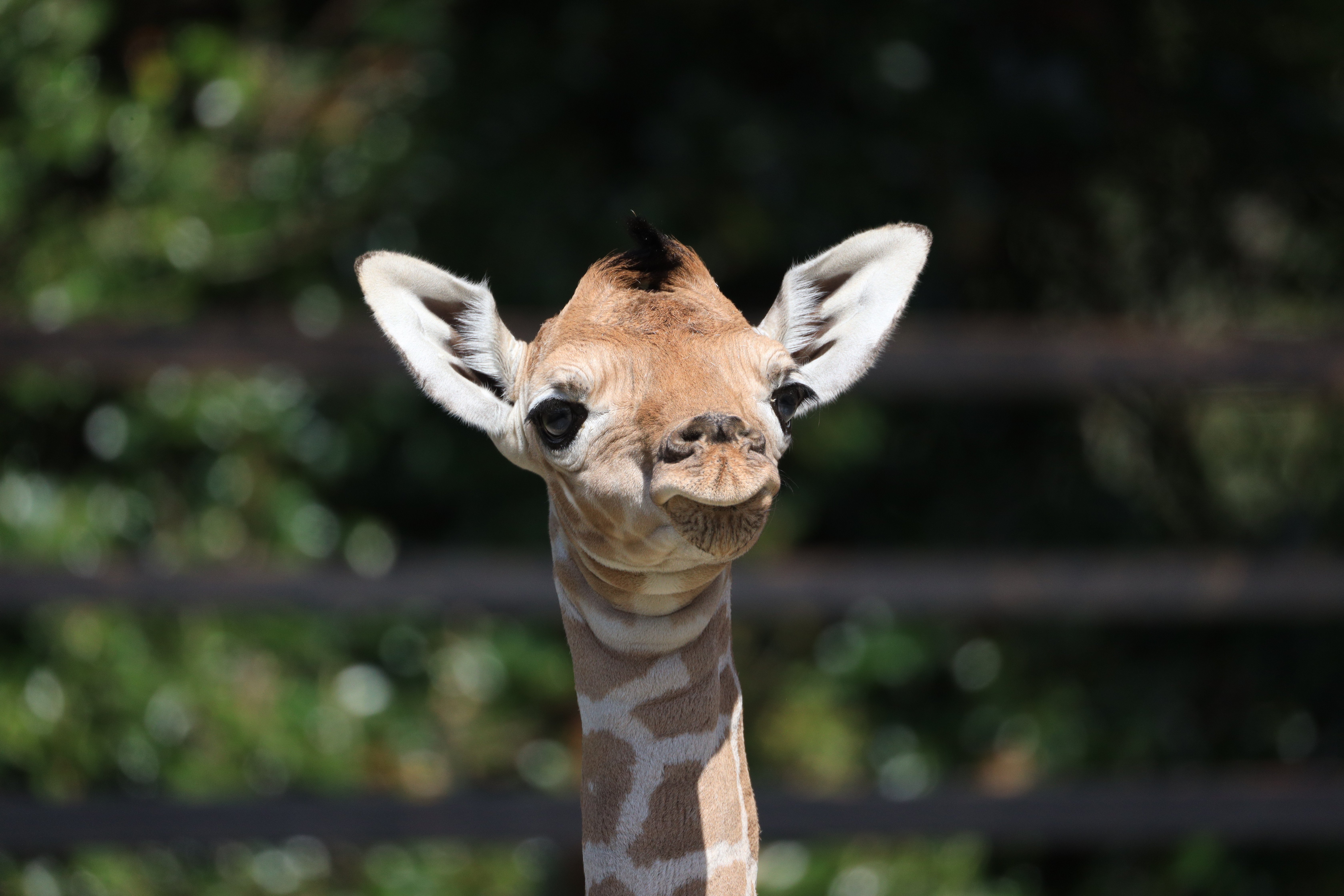 アミメキリンの赤ちゃんが生まれました｜ 長崎バイオパーク - ZOOっと