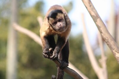 オマキザル.jpg