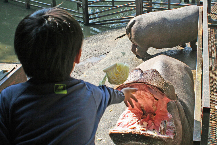 カバ餌やり1.jpg