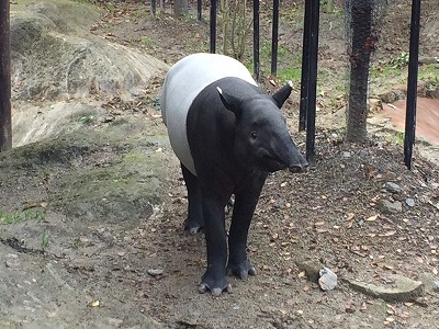 20151222tapir03.jpg