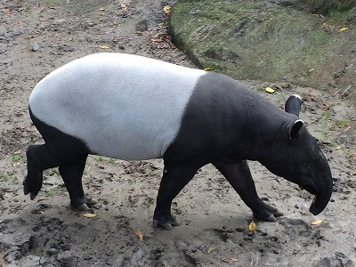 20151222tapir04.jpg