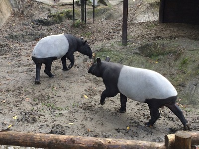 20151222tapir05.jpg