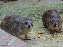 capehyrax220-165.jpg