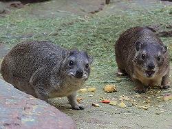 capehyrax250-187.jpg