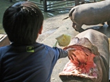 大型動物のエサやり体験