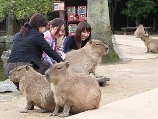 Petting Capybara | Nagasaki Bio Park - Zoo & Botanical Garden -