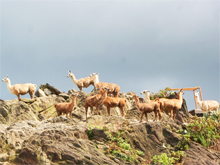 Andes square & Rocky mountain of llamas