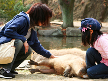 カピバラの池とオマキザルの島