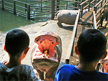 Pond of hippos & Islet of lemurs