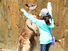 カンガルーの丘とリスザルの森