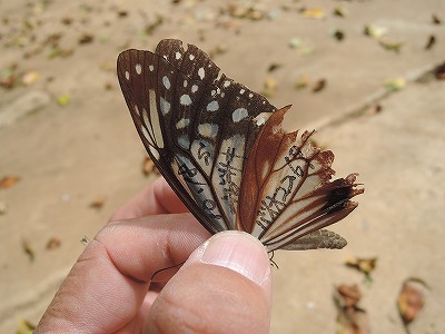 ２０１３台湾に飛んだアサギ②.jpg