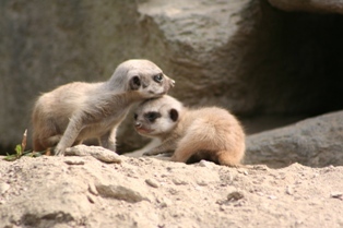 20061017meerkat5.jpg