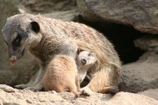 20061017meerkat6.jpg