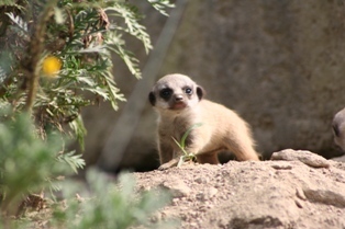 20061017meerkat7.jpg