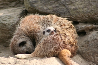 20061017meerkat8.jpg