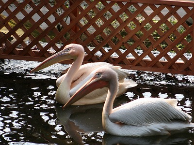 20061223pelican.jpg