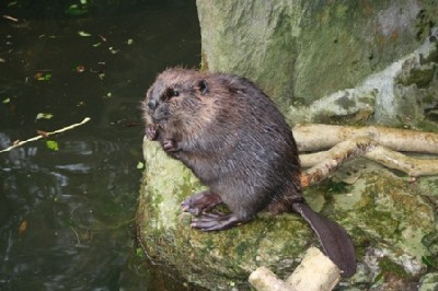 20070128beaver.jpg