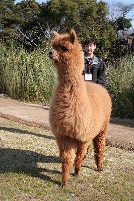 20070317alpaca1.jpg