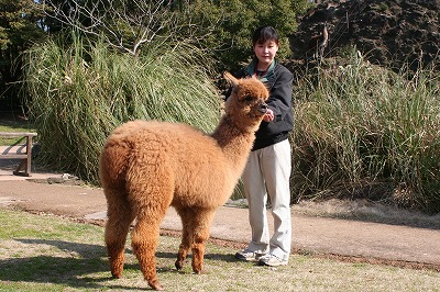 20070317alpaca2.jpg